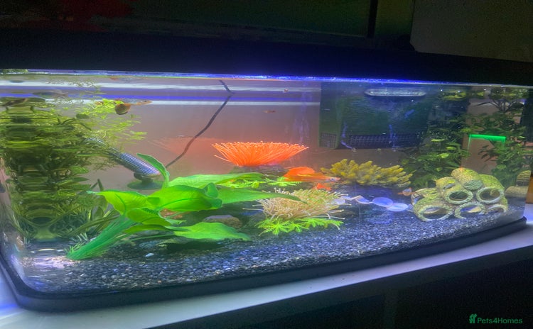 Mollies fish - Advert 1