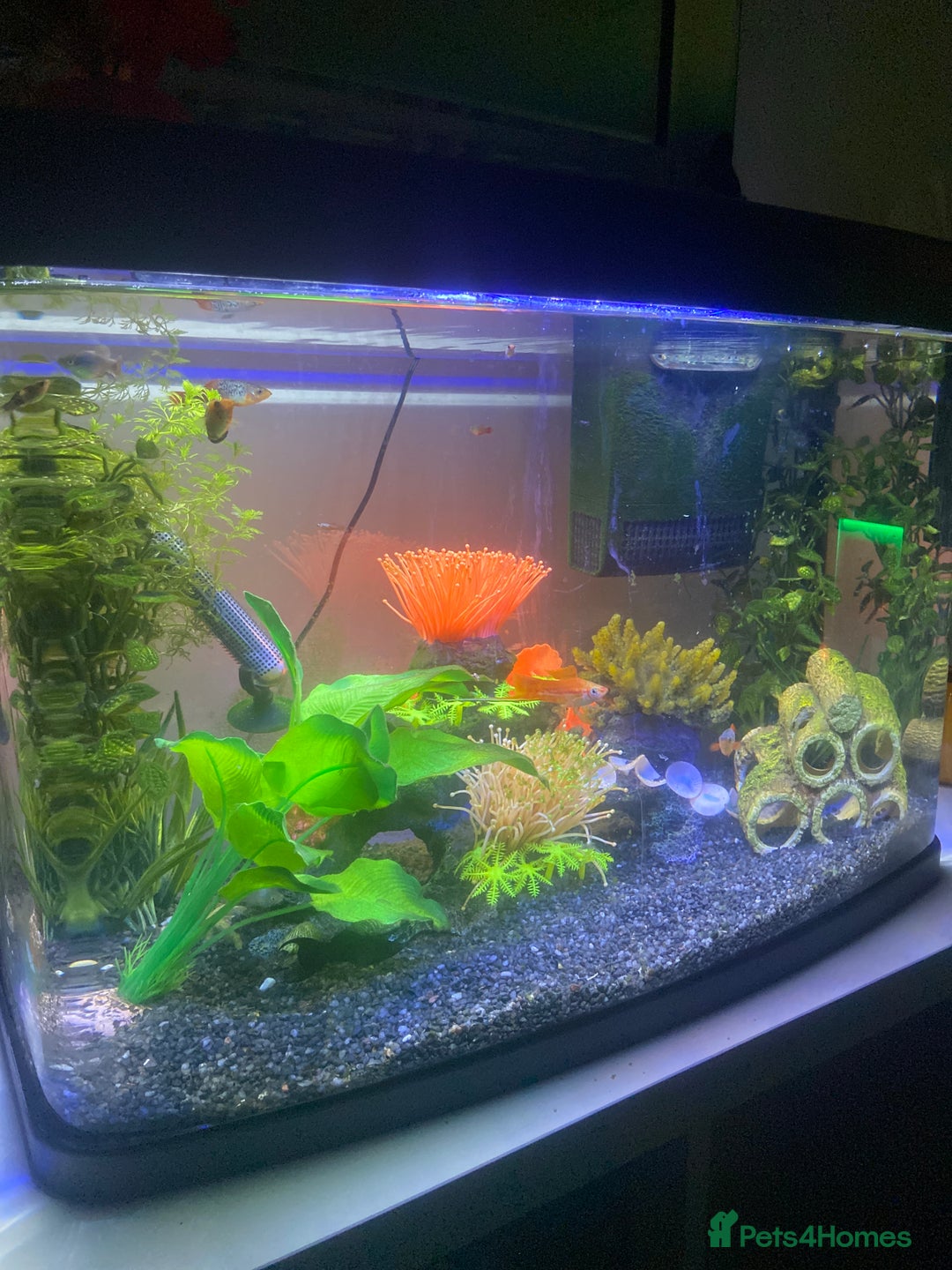Mollies fish for sale: Fish tank and fish - Image 1