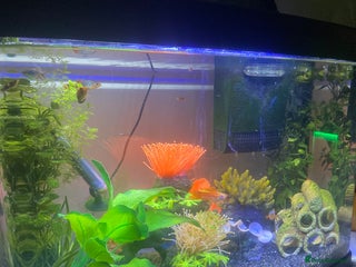Mollies fish - Advert 17