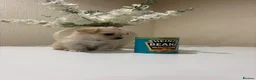 Maltipoo dogs for sale: Miniature maltipoo puppies - Advert 8