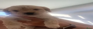 Mixed Breed 5