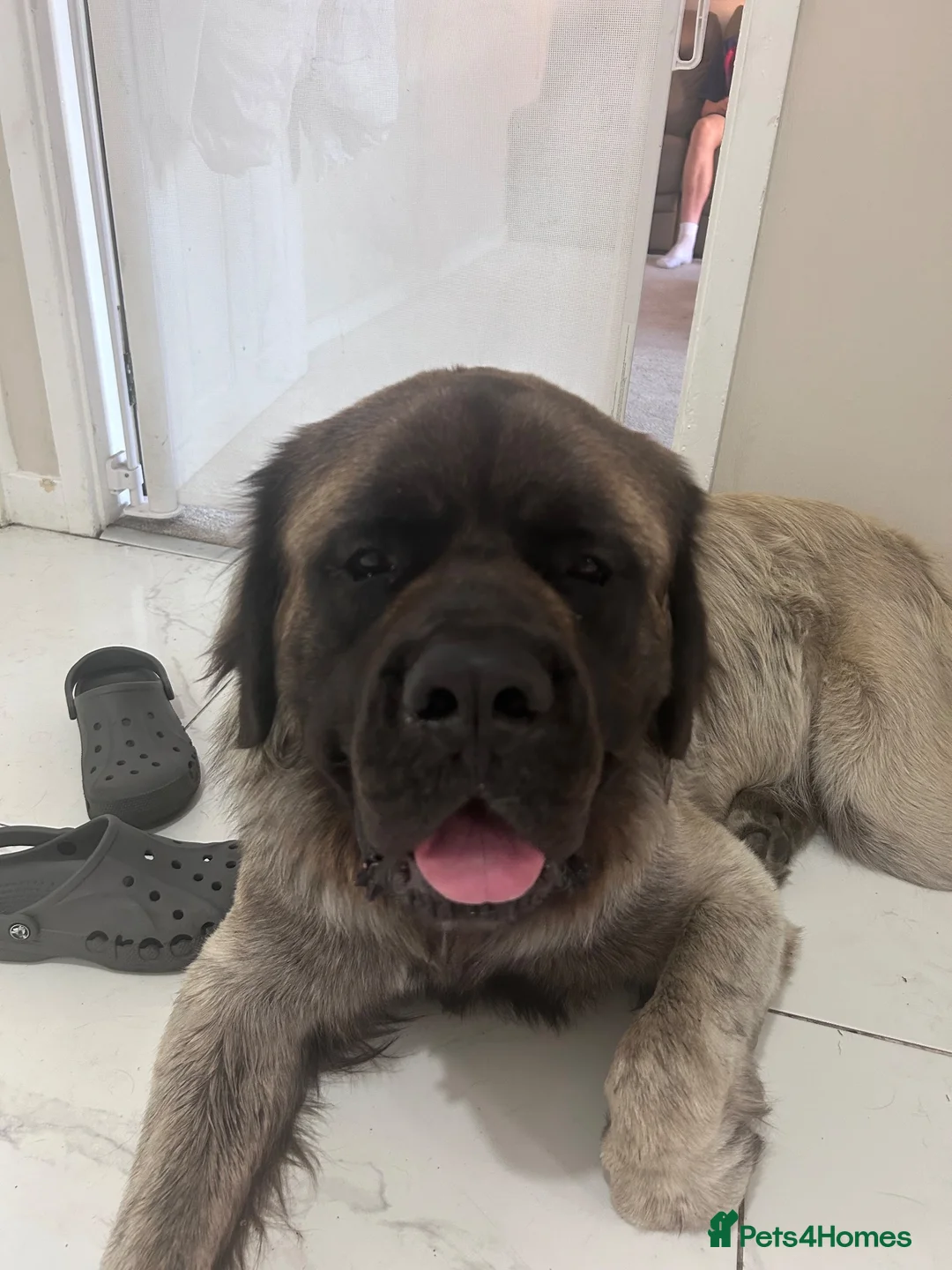 Mastiff dogs for stud: Hector 🐾 FOR STUD ONLY in Huddersfield - Advert 2
