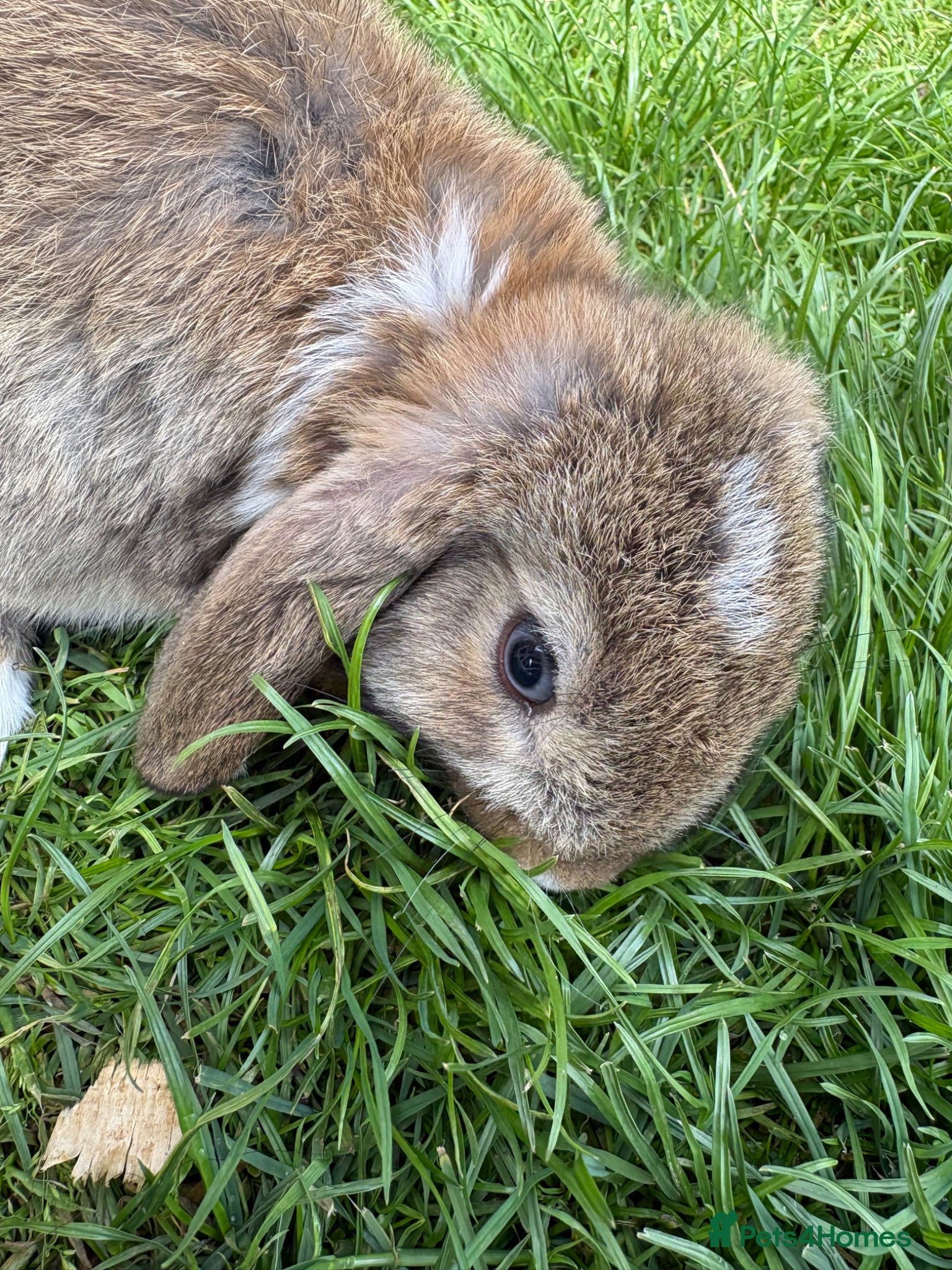 Mini Lop rabbits Beautiful pure breed mini lops😍 - Advert 1