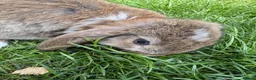 Mini Lop rabbits for sale: Beautiful pure breed mini lops😍 - Advert 10