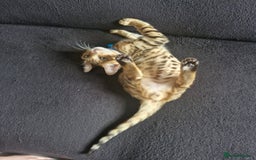 Bengal cats for sale: TICA Genetic & Health Tested Bengal Kitten Male - Image 2
