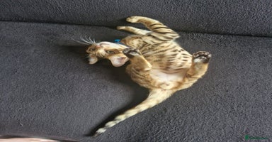 Bengal cats - Advert 7