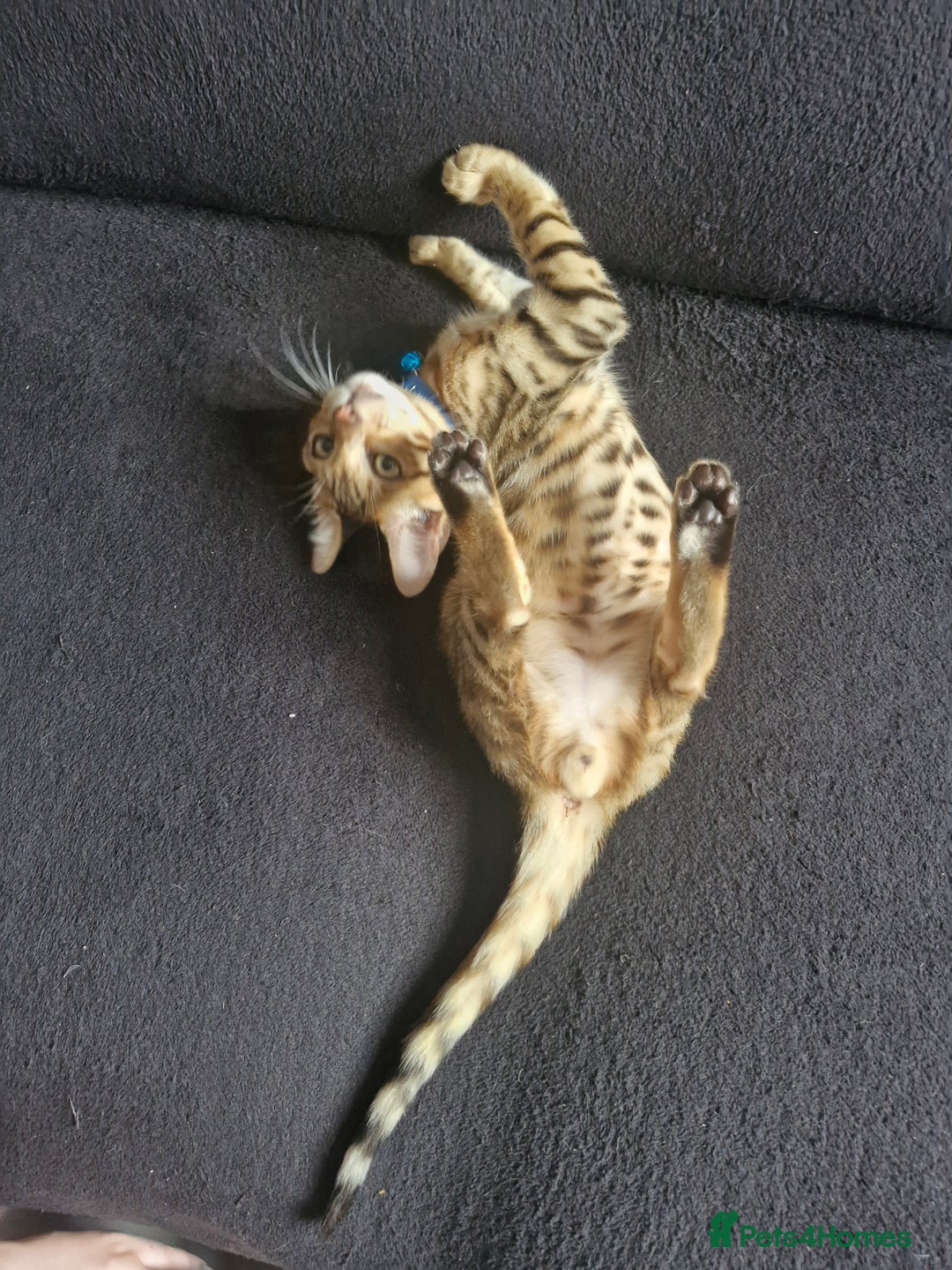 Bengal cats for sale: TICA Genetic & Health Tested Bengal Kitten Male - Image 2