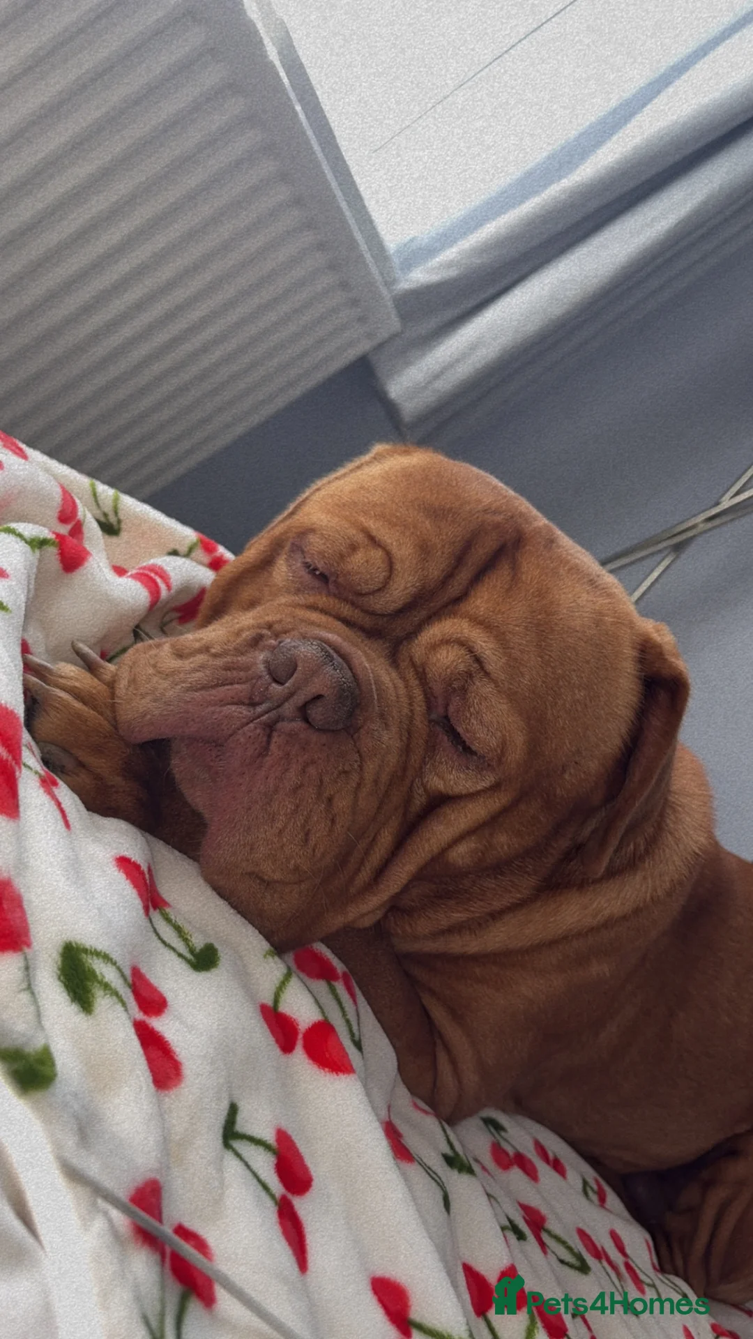 Dogue De Bordeaux dogs for sale: Purebred dogue de Bordeaux   in South Shields - Advert 4