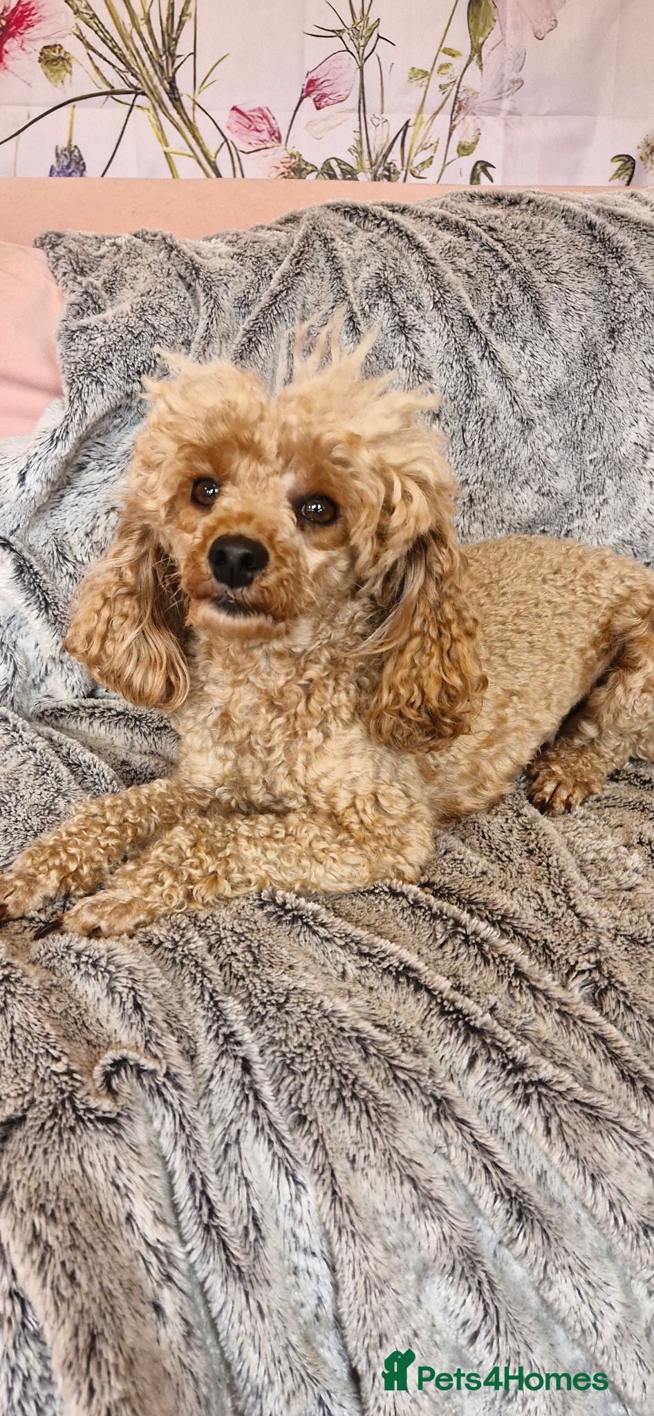 Toy Poodle dogs Spayed adult female toy poodle  - Advert 1