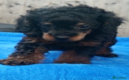 Toy Poodle dogs for sale: STUNNING TOY POODLES KC REG HEALTH TESTED  - Image 10