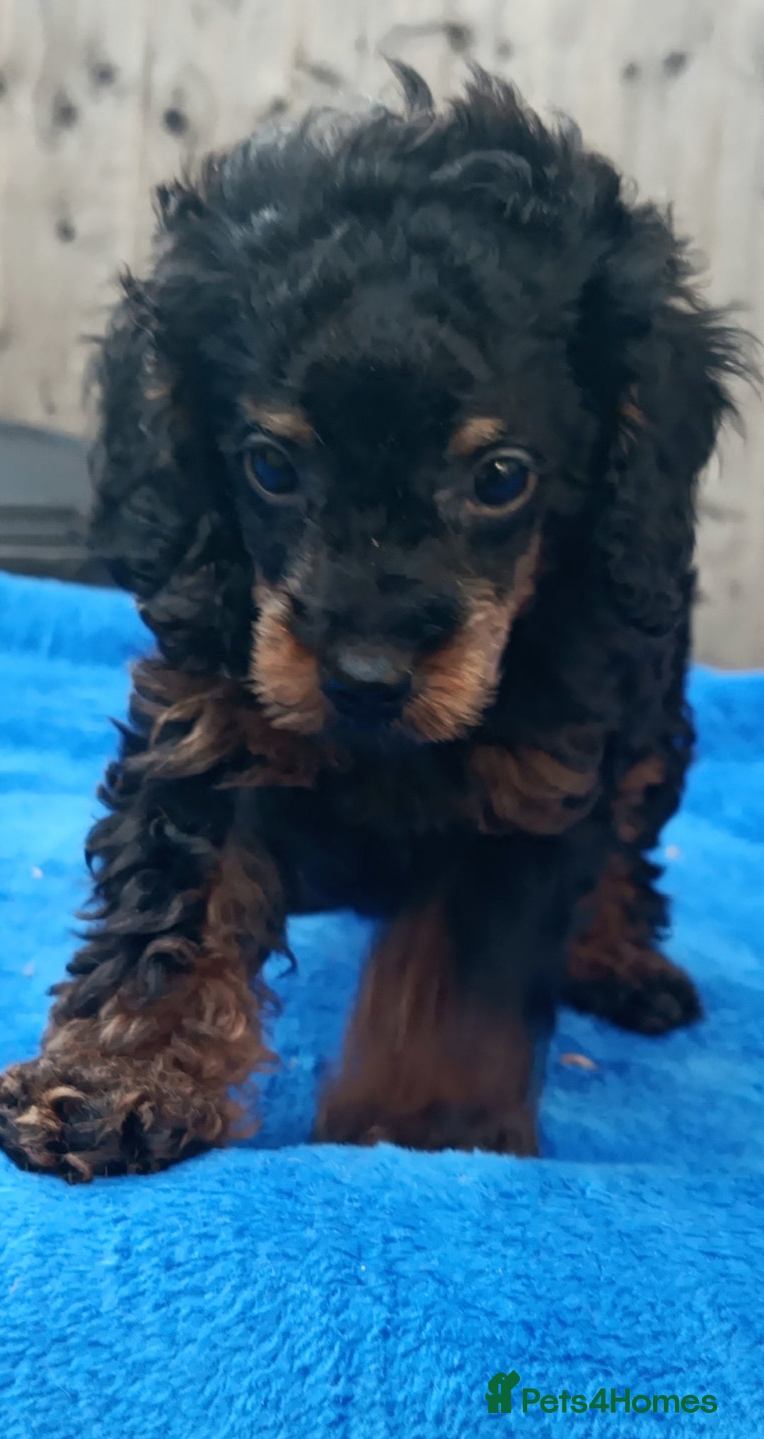 Toy Poodle dogs for sale: STUNNING TOY POODLES KC REG HEALTH TESTED  - Image 10