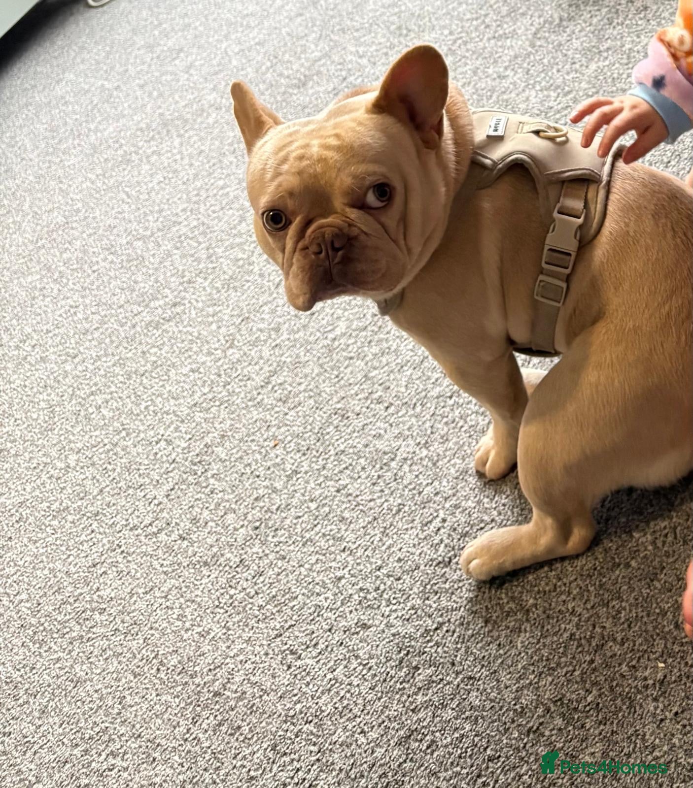 French Bulldog dogs French bulldog  - Advert 1