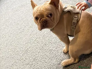 French Bulldog dogs French bulldog - Advert 1