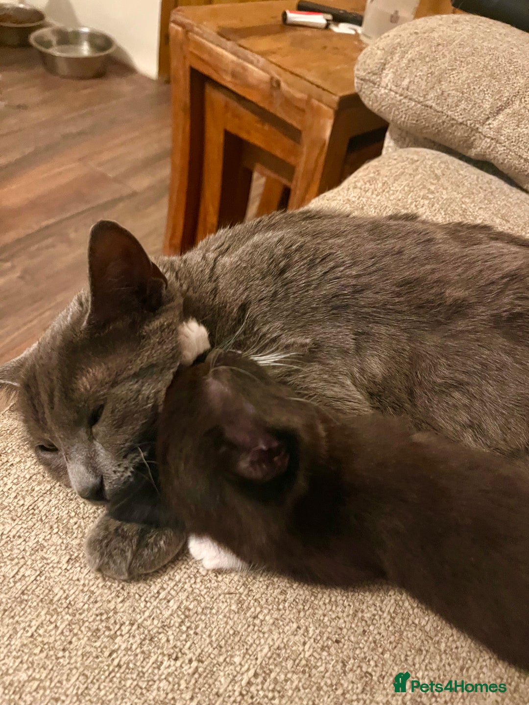 Mixed Breed cats for sale: 2 adorable black and white kittens  - Advert 4