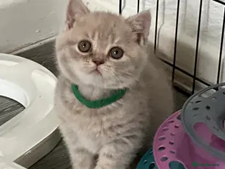 British Shorthair cats Purebred amazing BSH kittens - Advert 2
