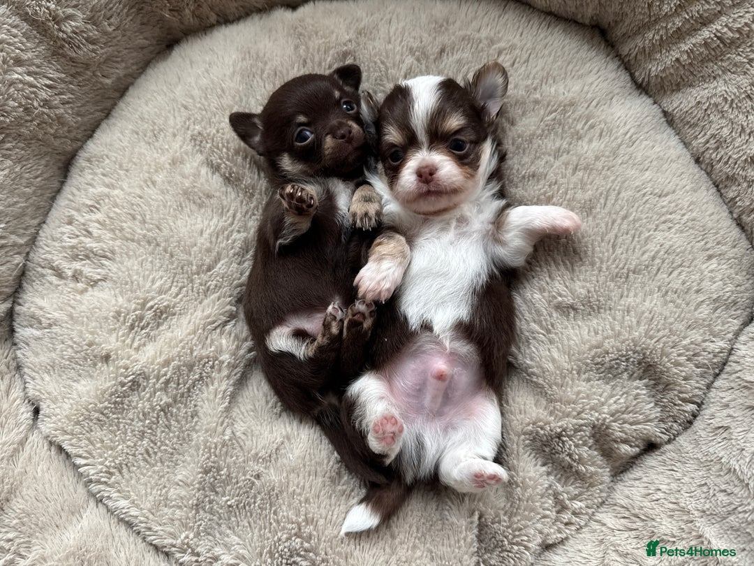 Chihuahua dogs for sale: READY 24th 🤎 Outstanding Chocolate Puppies 🧸🐻🤎 - Advert 2