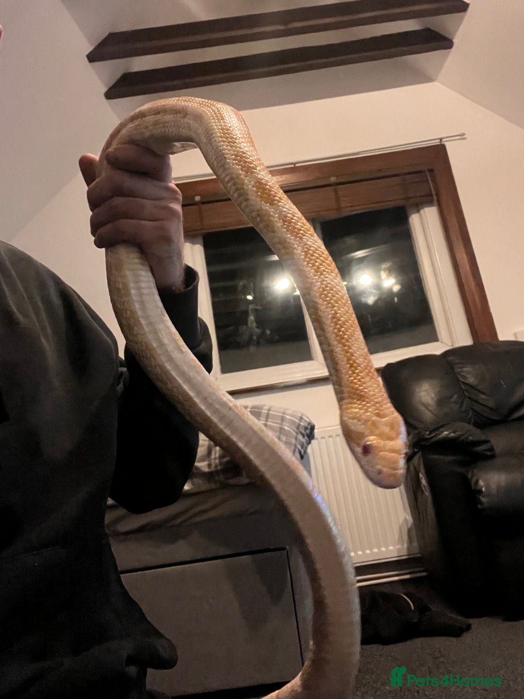 Corn Snake reptiles for sale: Corn snake - Image 2
