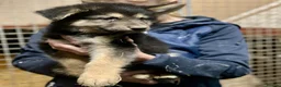 Shepsky dogs for sale: German Shepherd cross Husky Puppies  - Advert 7