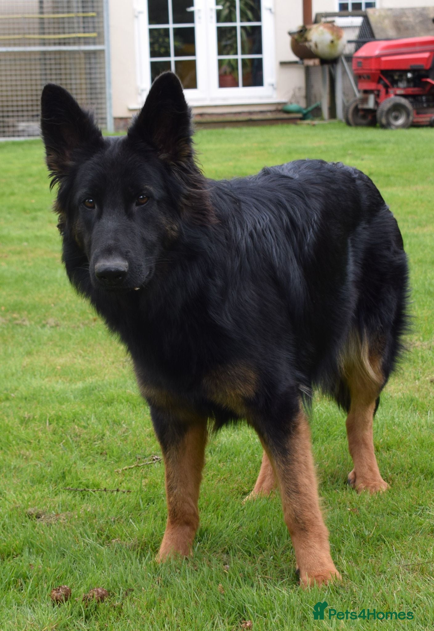 German Shepherd dogs Quality Longcoat Pups With Health tested Parents  - Advert 1