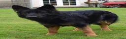 German Shepherd dogs for sale: Quality Longcoat Pups With Health tested Parents  - Advert 26
