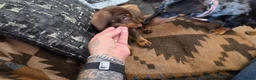 Miniature Dachshund dogs for sale: 2 FEMALE MINIATURE DACHSHUND PUPPIES  - Advert 5