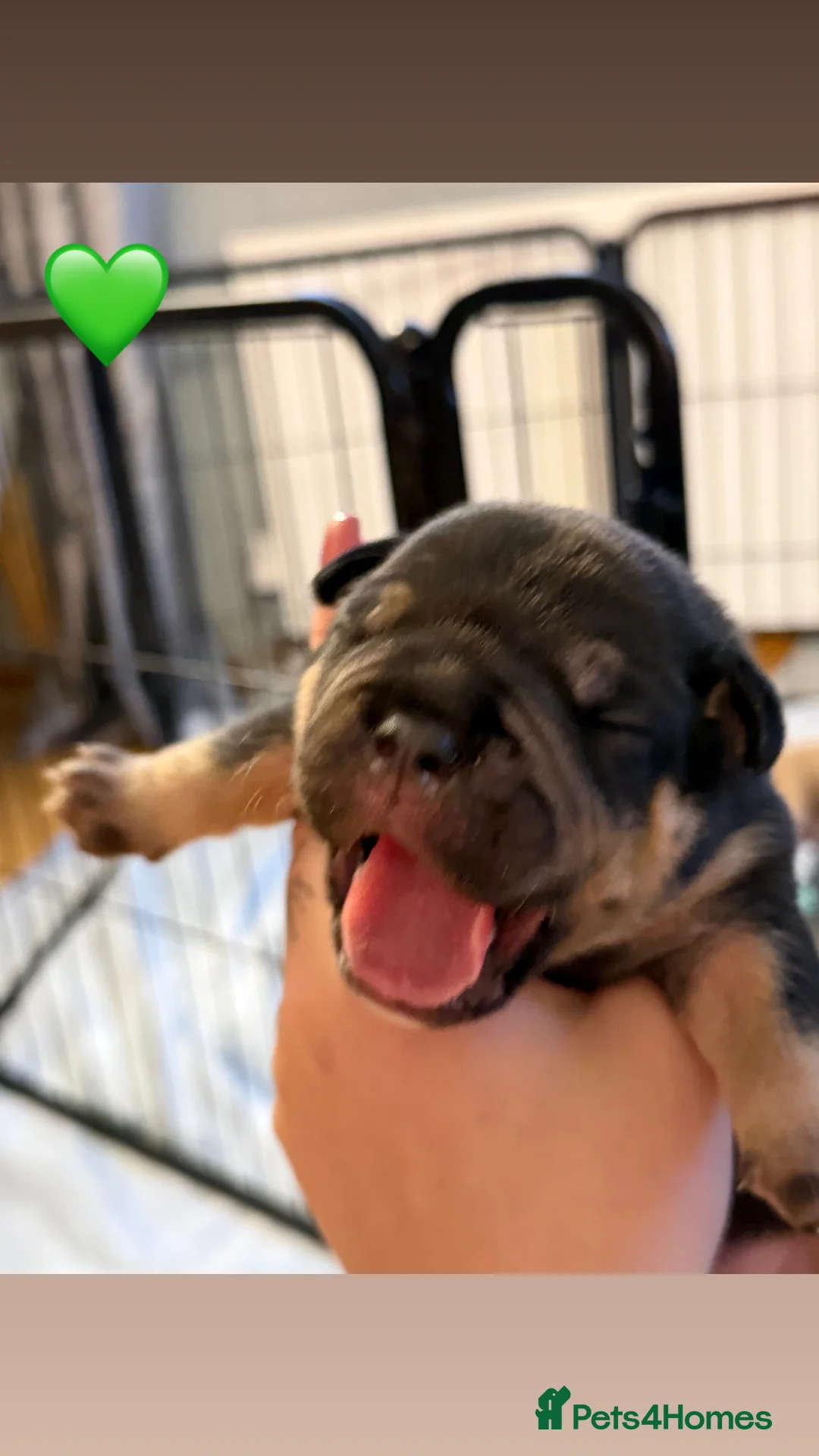 Old Tyme Bulldog dogs for sale: Old Tyme English Bulldog Puppies - Advert 23