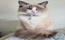 Ragdoll cats for sale: One gorgeous boy,  Luxury pedigree. - Image 30