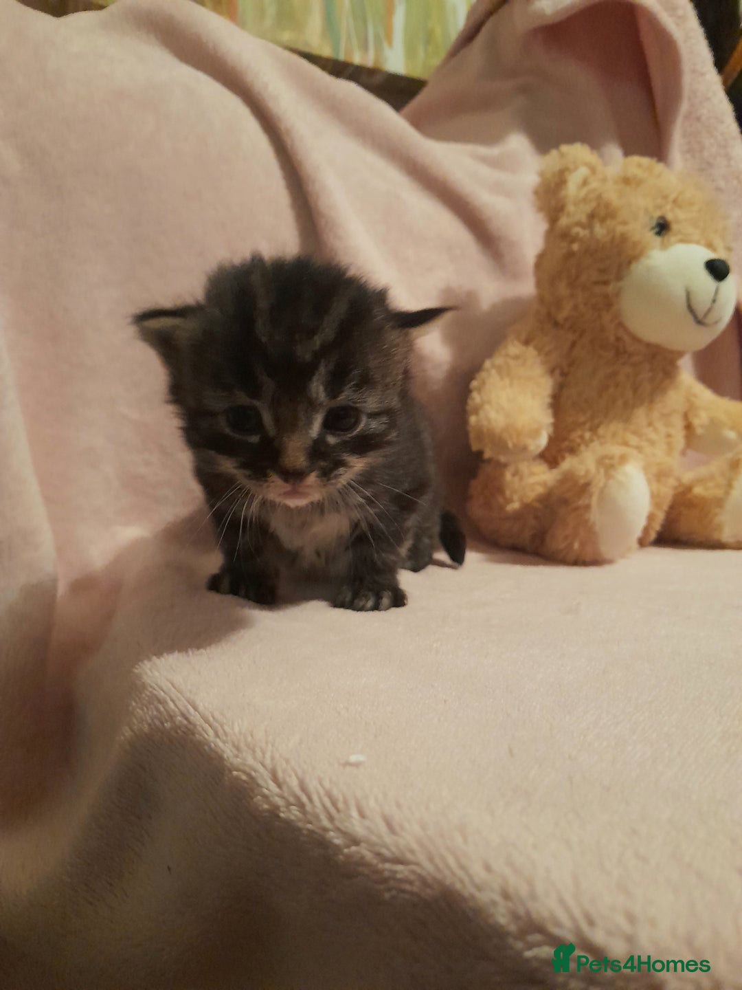 Norwegian Forest Cat cats for sale: Norwegian forest x kittens - Image 6