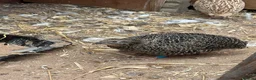 Quail poultry for sale: Male Corturnix Quail - Advert 2