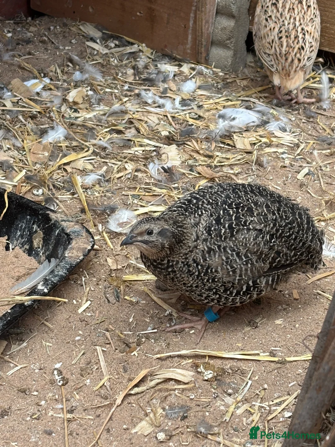 Quail poultry for sale: Male Corturnix Quail - Advert 2