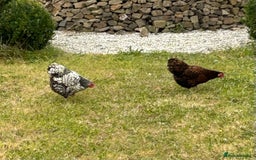 Chickens poultry for sale: Two Wyandotte Chickens For Sale - Image 2
