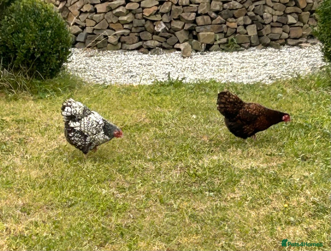 Chickens poultry for sale: Two Wyandotte Chickens For Sale - Image 2