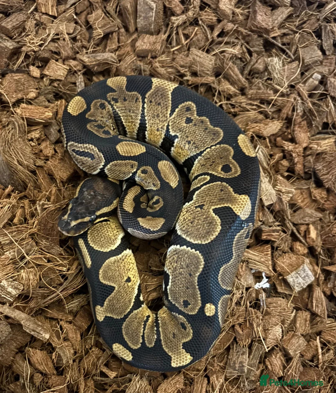 Python Snake reptiles for sale: Ball python - Advert 1