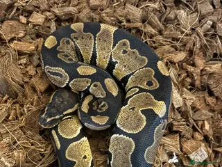 Python Snake reptiles Ball python - Advert 3