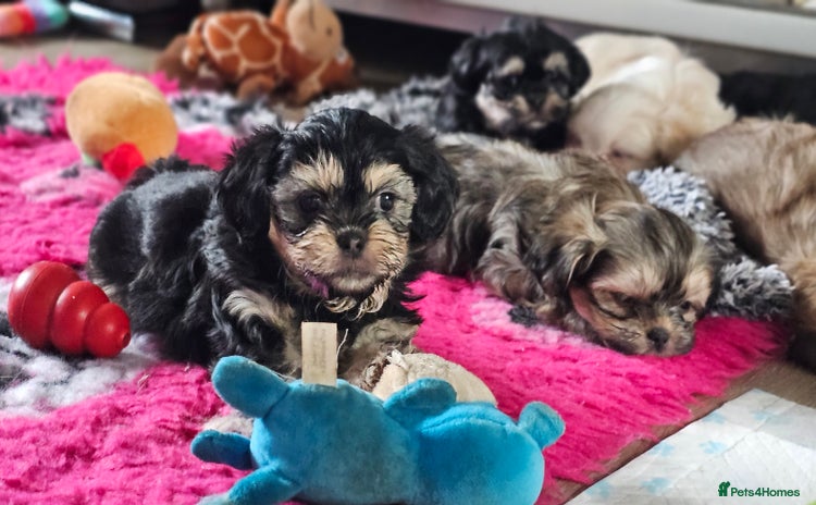 Shih Tzu dogs - Advert 1