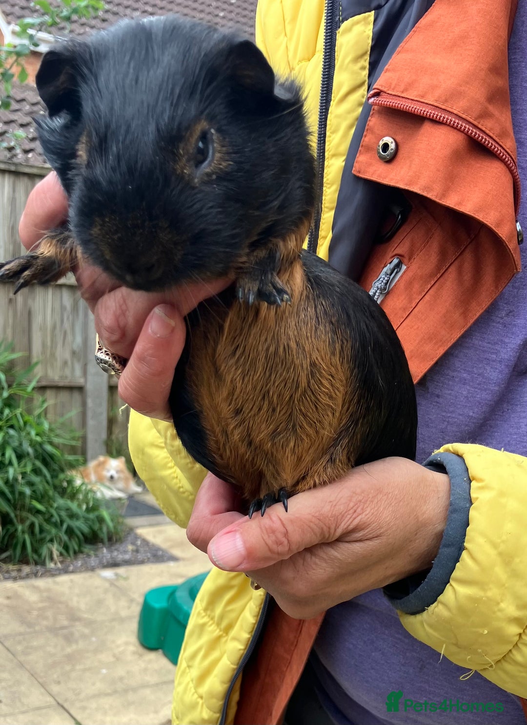 Guinea Pig rodents for sale: Baby purebred Black Tan guinea pig -Boars only - Image 2