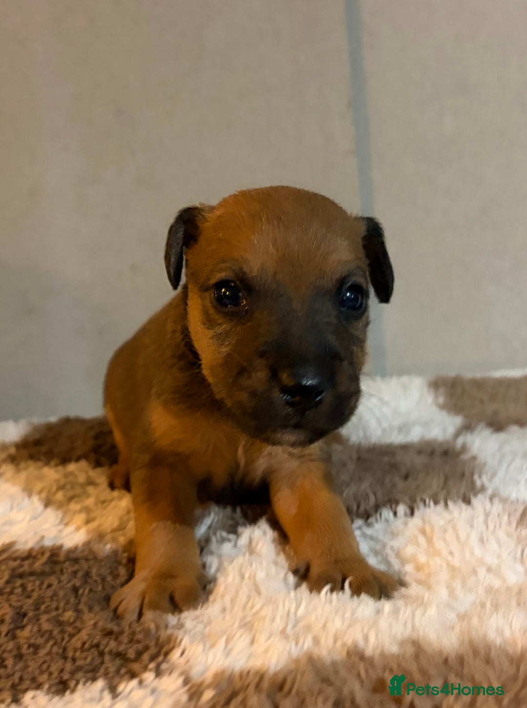Mixed Breed dogs for sale: 6 Lakeland x Russell puppies  - Advert 7