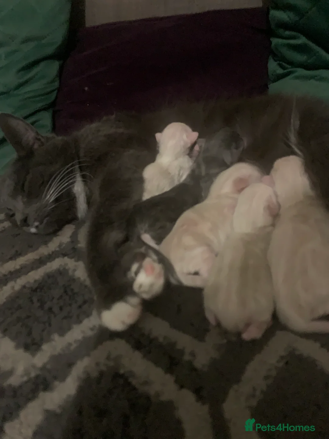 Ragdoll cats for sale: 2 Mixed rag doll kittens for sale  in Prudhoe - Advert 2