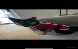 Mixed Breed dogs for sale: Juno  - Advert 4