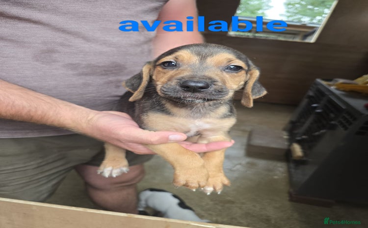 Mixed Breed dogs - Advert 16