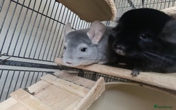 Chinchilla rodents for sale: Chinchillas for sale - Image 1