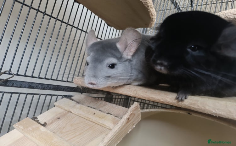 Chinchilla rodents - Advert 14