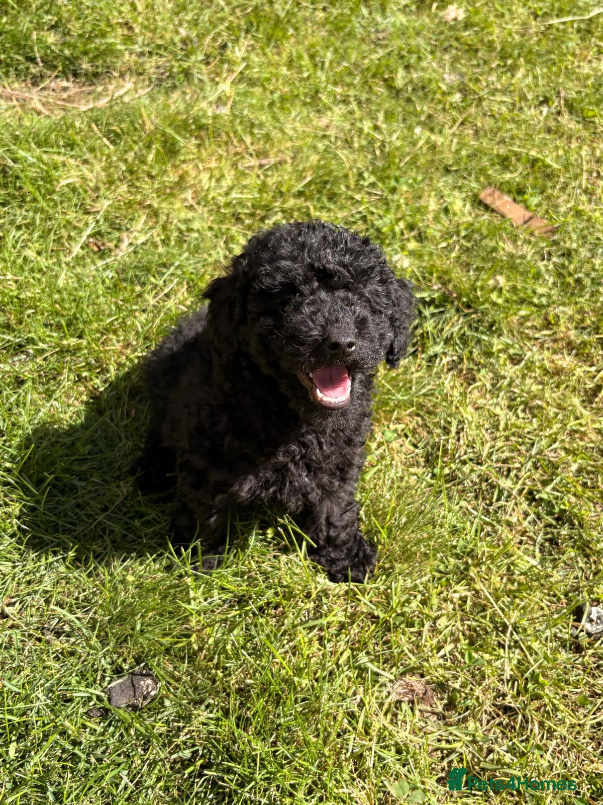 Toy Poodle dogs Stunning Toy Poodle Puppies - Aberdeenshire- £1250 - Advert 18