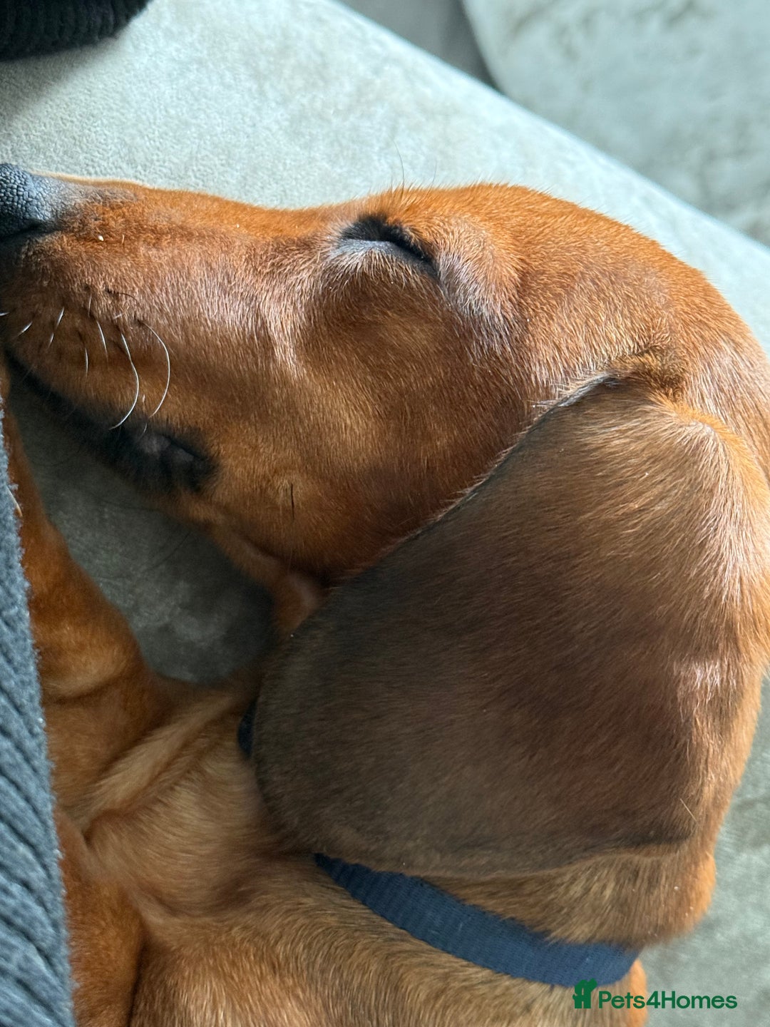 Dachshund dogs for sale: Brindle / champagne dashound BOY - Image 2