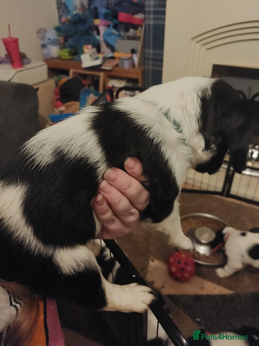 English Springer Spaniel dogs for sale: English Springer Spaniel Puppies - Advert 2