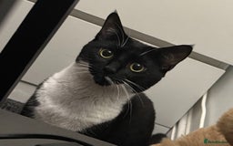 Mixed Breed cats for sale: 🐾 Socks – Cat Looking for a Calm, Loving Home 🐾 - Image 1