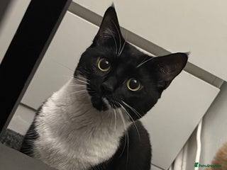 Mixed Breed cats for sale - Advert 1