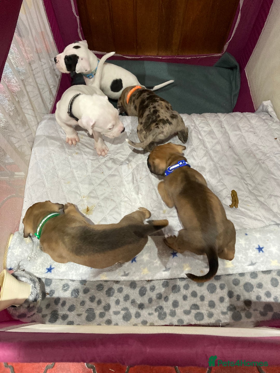 Mixed Breed dogs for sale: Mastiff x Staffy Puppies  - Advert 35