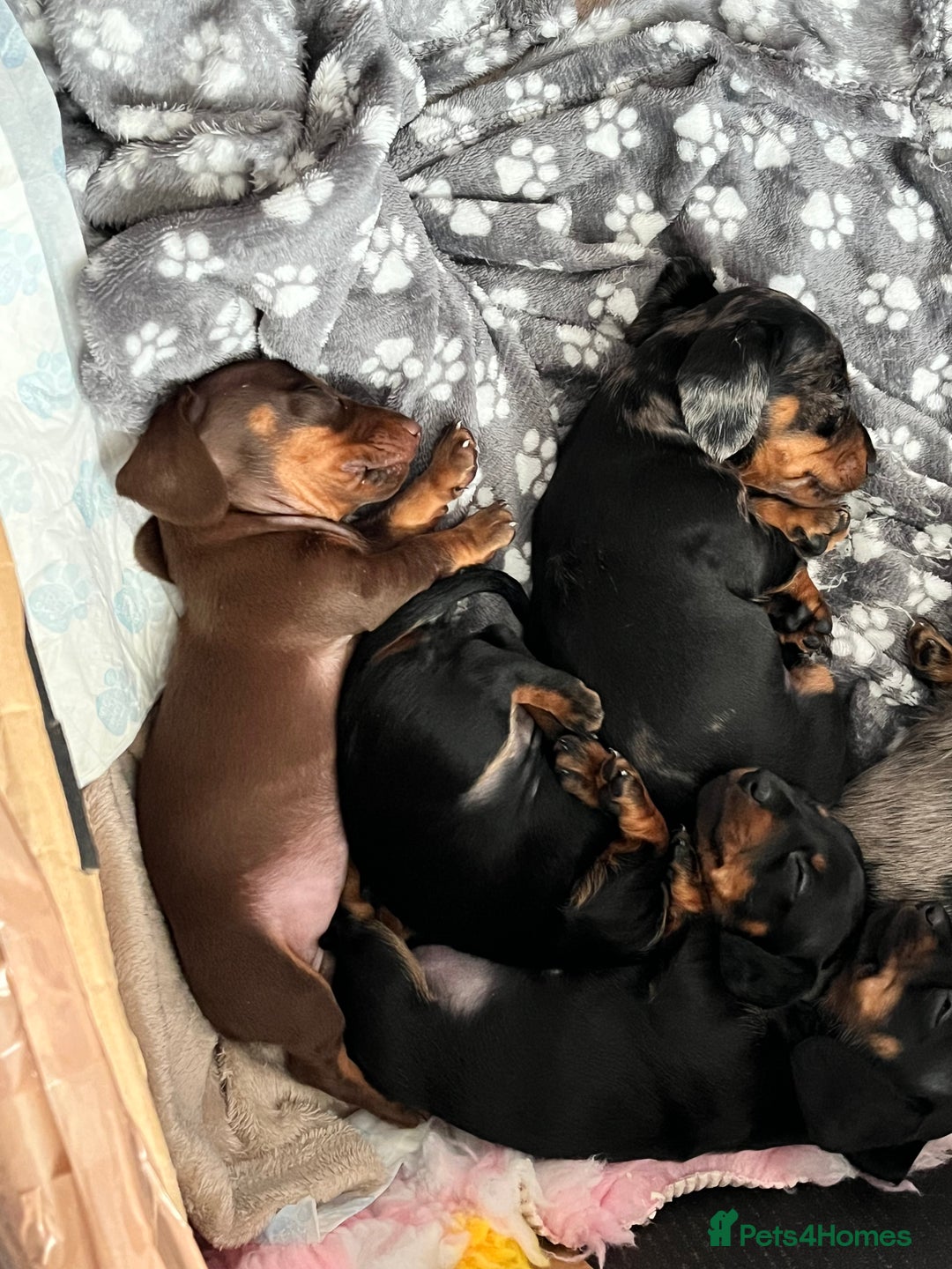 Dachshund dogs for sale: Miniature Dachshund Pups  - Advert 18