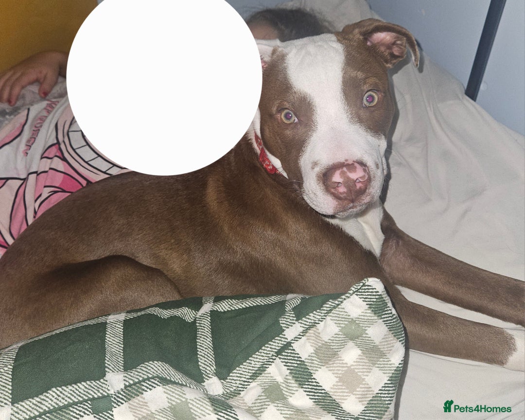 Mixed Breed dogs for sale: Thunder - Advert 2